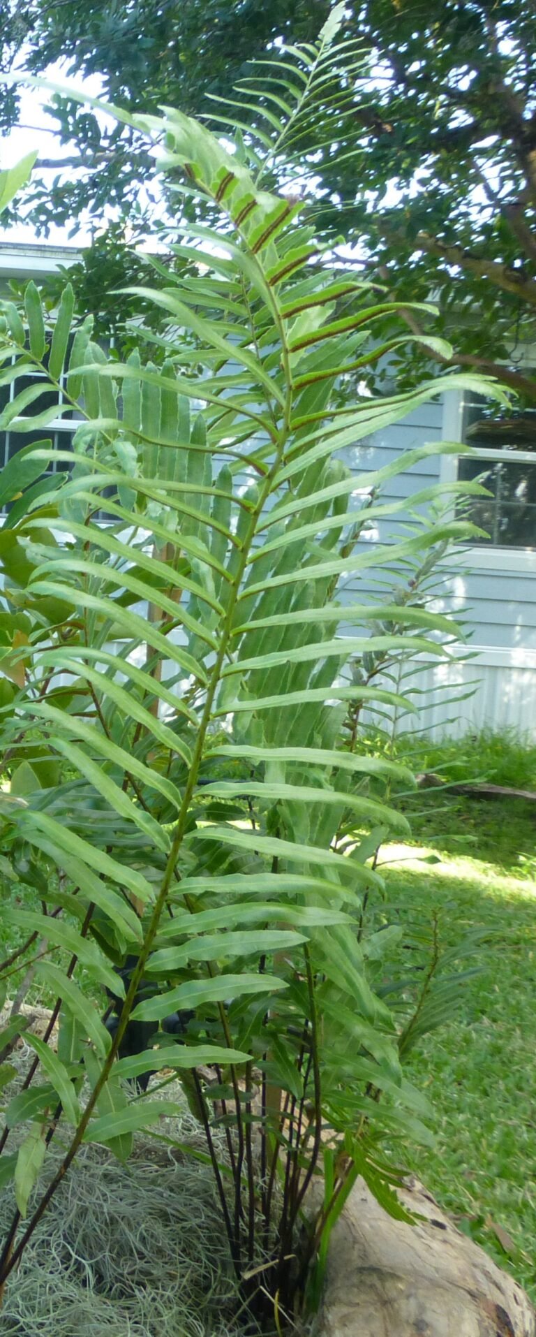 swamp fern Telmatoblechnum serrulatum frond