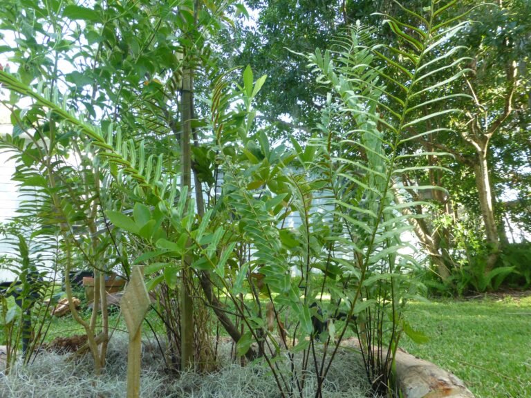 swamp fern Telmatoblechnum serrulatum in the landscape