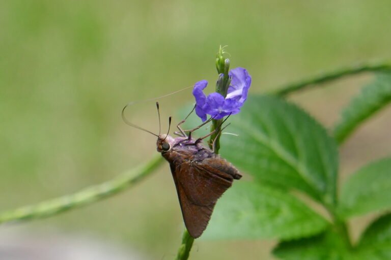 blue porterweed and swarthy skipper
