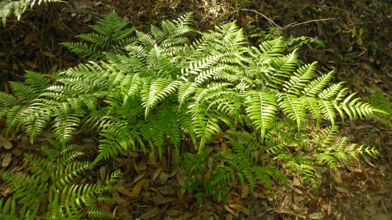 tailed bracken fern Pteridium aquilinum var. pseudocaudatum