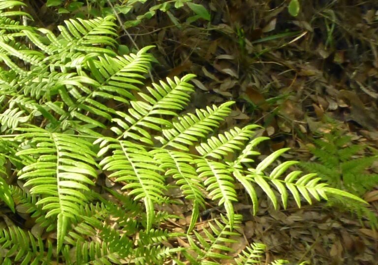 tailed bracken fern Pteridium aquilinum var. pseudocaudatum