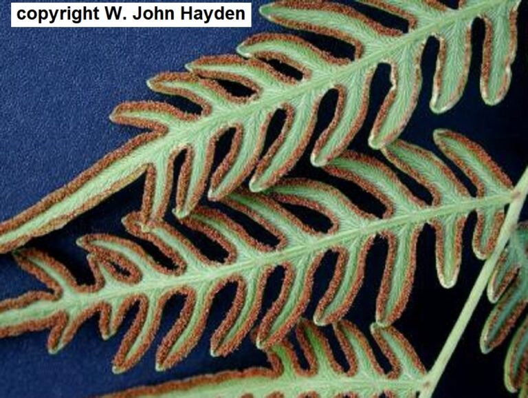 Pteridium aquilinum var. pseudocaudatum tailed bracken fern spores