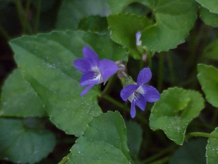 common blue violet Viola sororia flowers