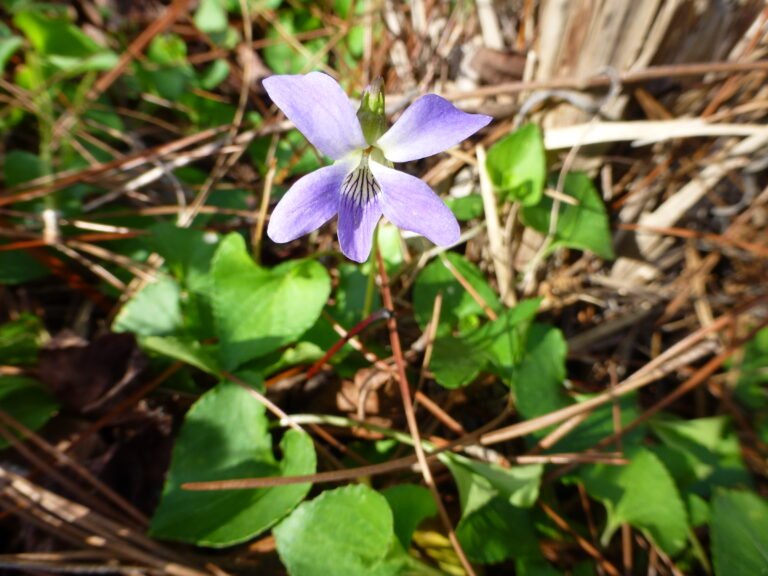 common blue violet Viola sororia flower