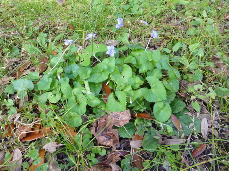 common blue violet Viola sororia in the landscape at the edge of a pond