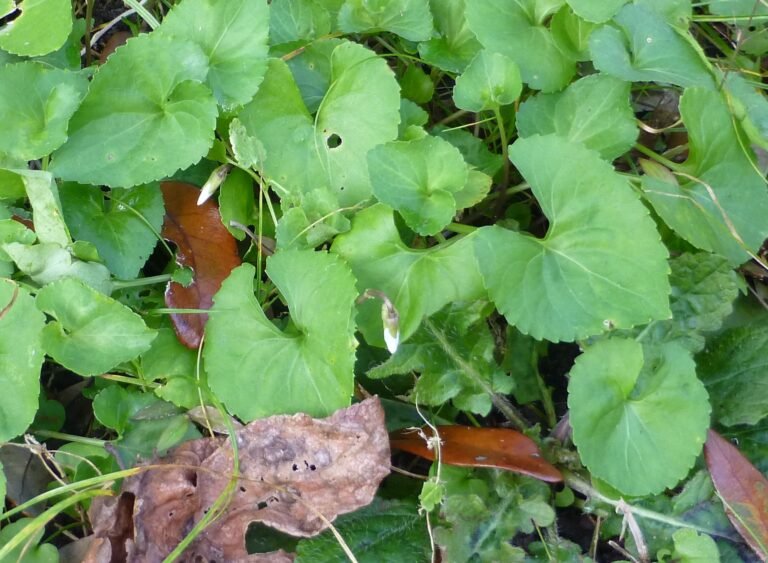 common blue violet Viola sororia leaves