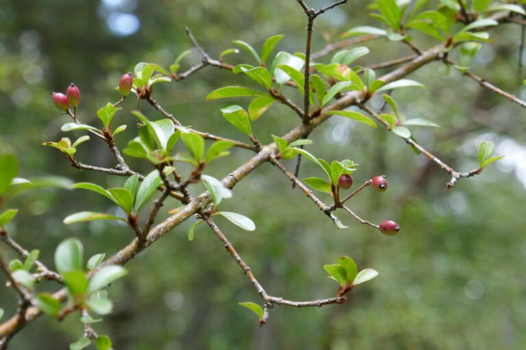Walter's viburnum Viburnum obovatum leaves and unripe fruit