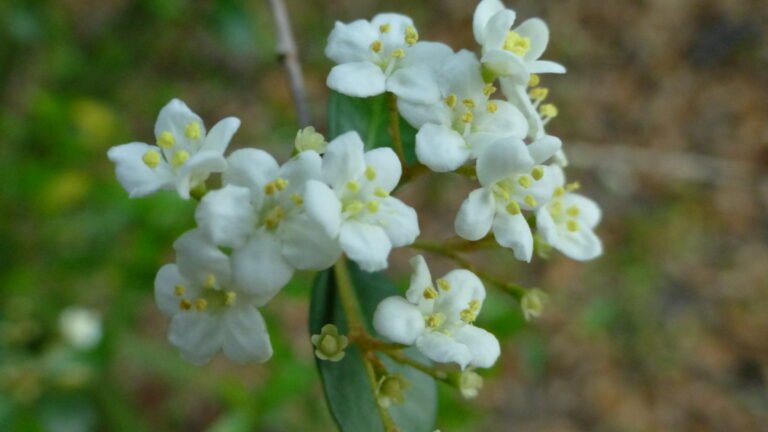 Walter's viburnum Viburnum obovatum flower cluster