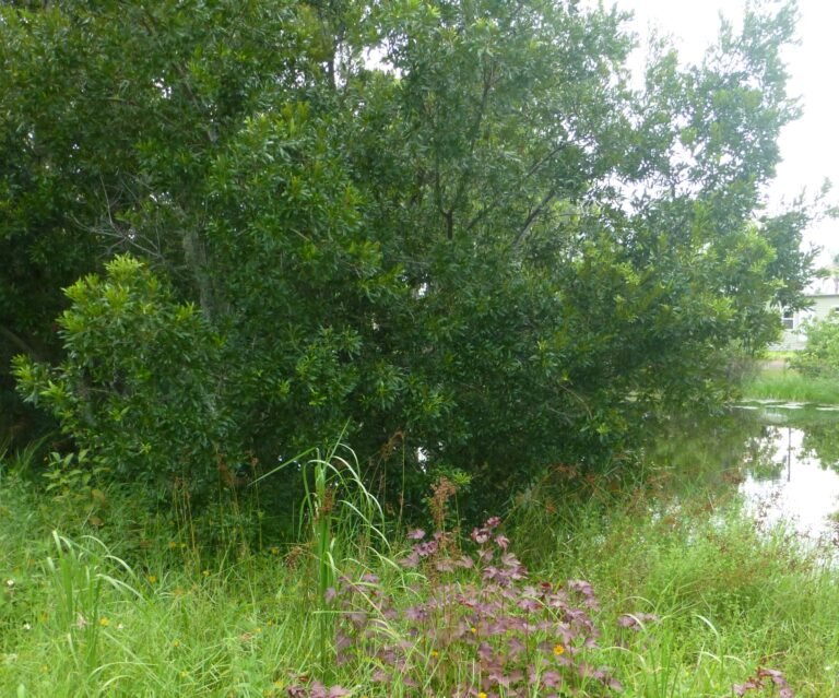 wax myrtle Morella cerifera