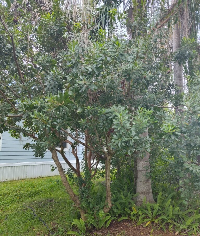 wax myrtle Morella cerifera in the landscape