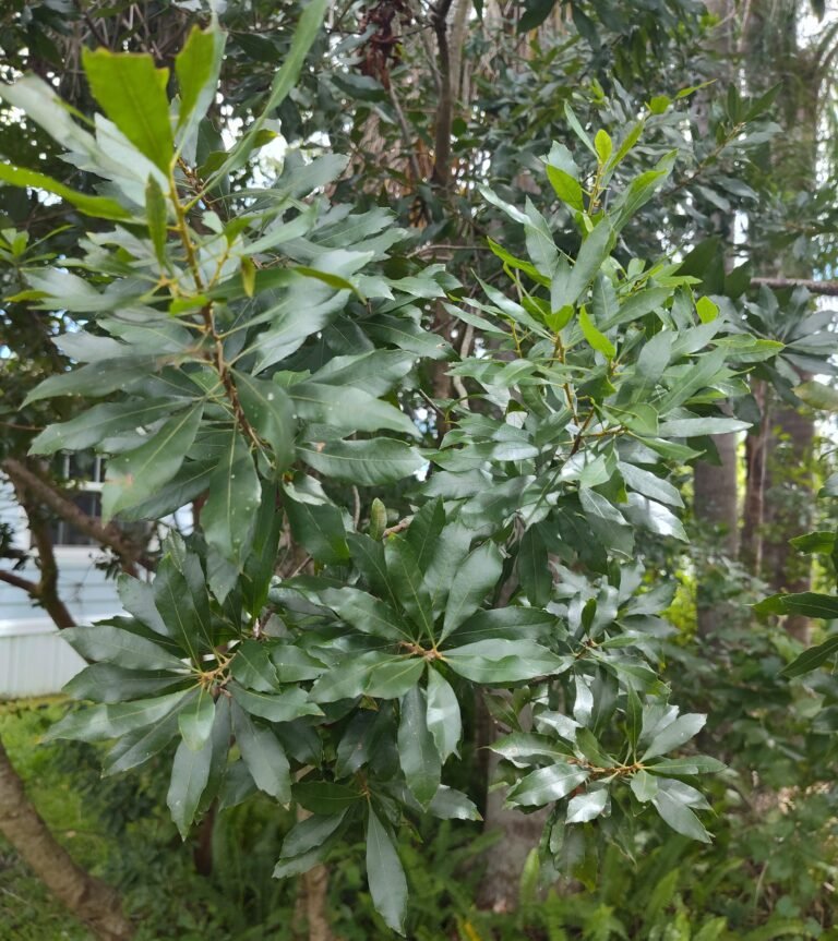 wax myrtle Morella cerifera leaves