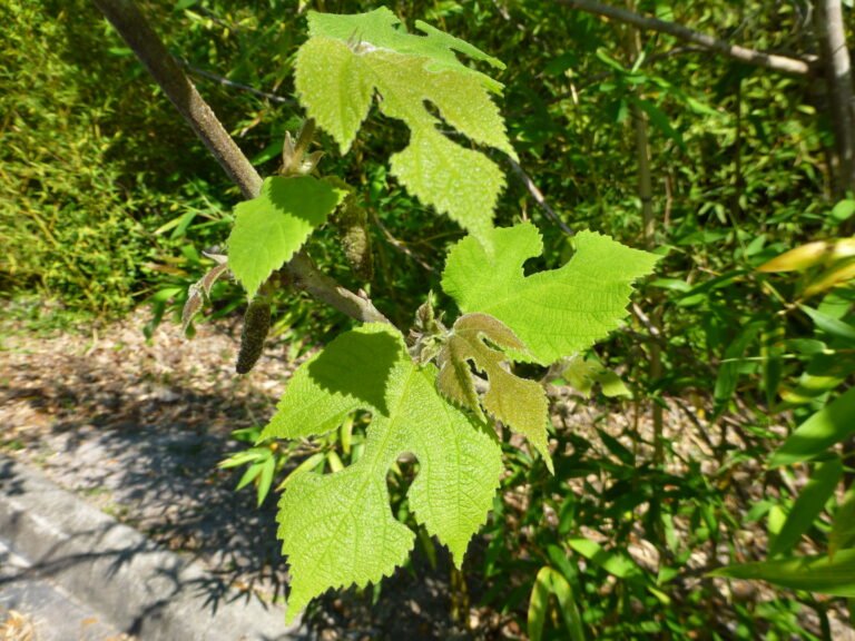 white mulberry Morus alba leaves