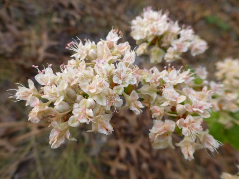 dogtongue wild buckwheat Eriogonum tomentosum flowers
