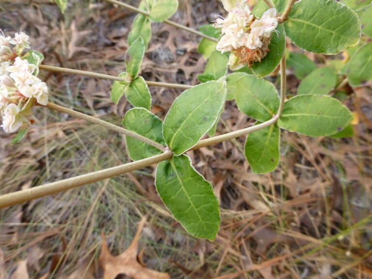 dogtongue wild buckwheat Eriogonum tomentosum leaves on the stem