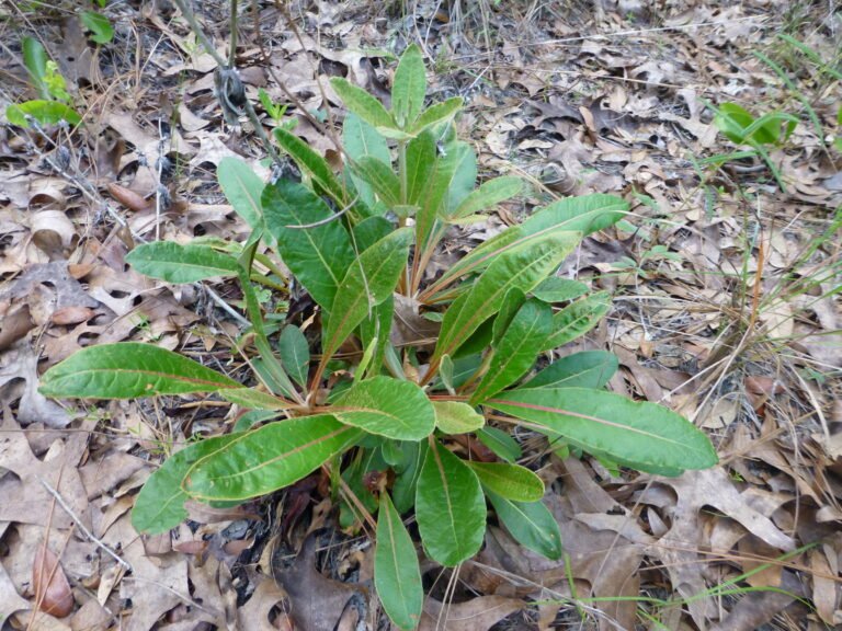 dogtongue wild buckwheat Eriogonum tomentosum newly sprouting plant in spring