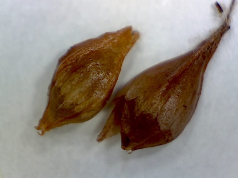 dogtongue wild buckwheat Eriogonum tomentosum magnified seeds