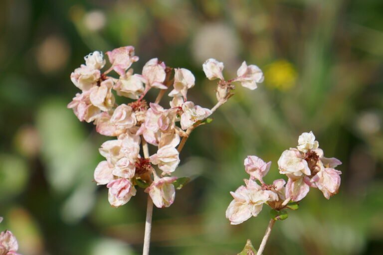 dogtongue wild buckwheat seed pods starting to mature