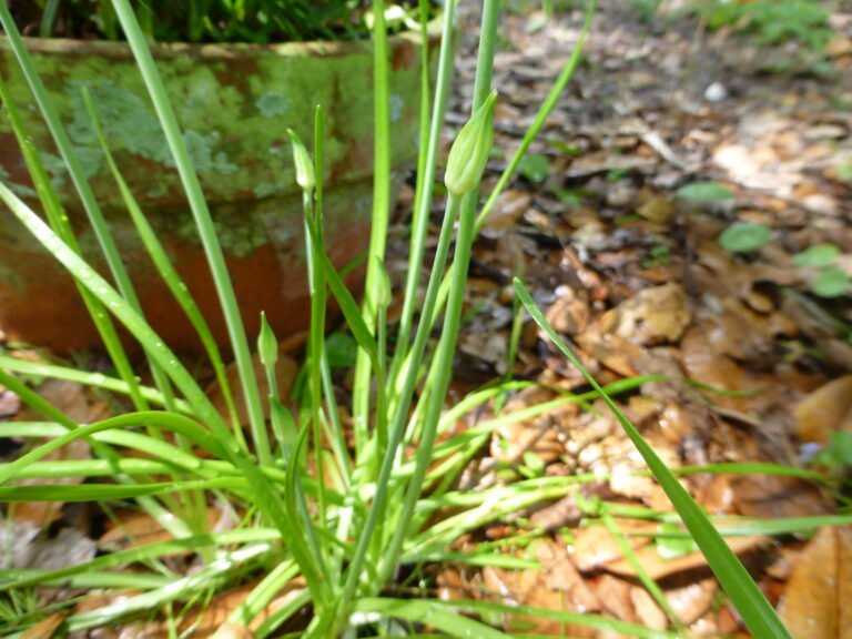 Allium canadense L. var. canadense meadow garlic