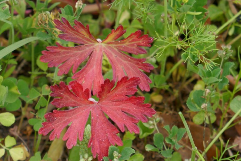 Geranium carolinianum wild geranium red leaves