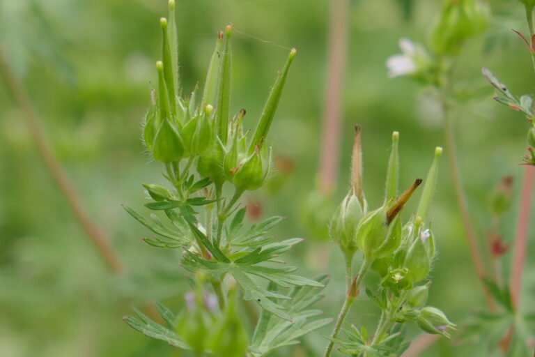 Geranium carolinianum wild geranium ripe and unripe seed pods