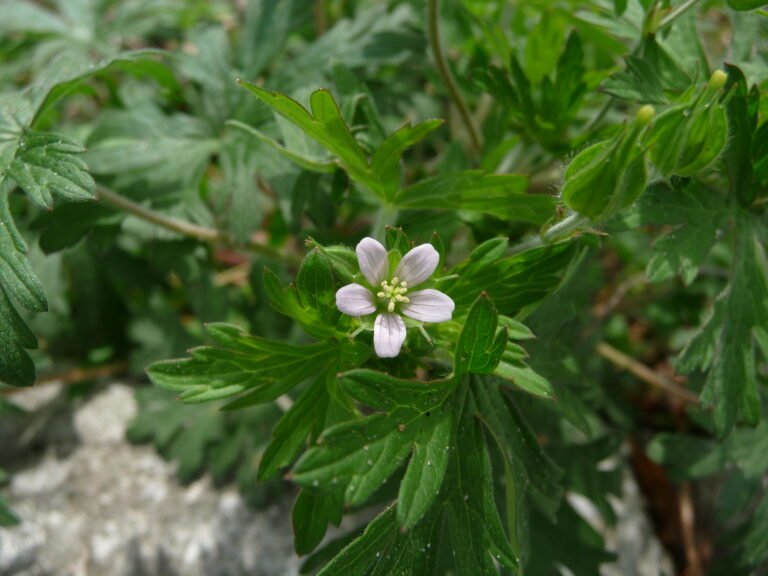 Geranium carolinianum wild geranium flower