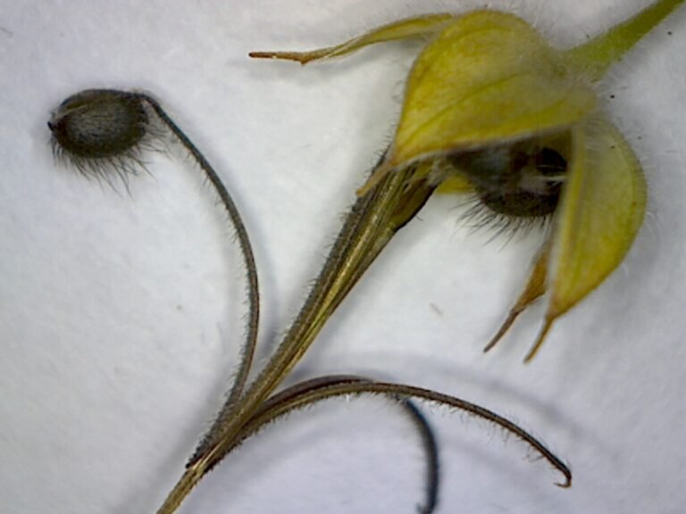 Geranium carolinianum wild geranium seed and pod under magnification