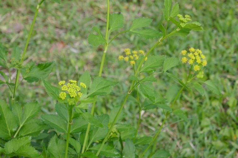 Zizia aurea golden alexanders flowers