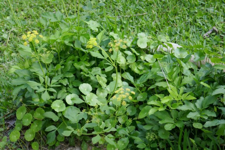 Zizia aurea golden alexanders in the home landscape