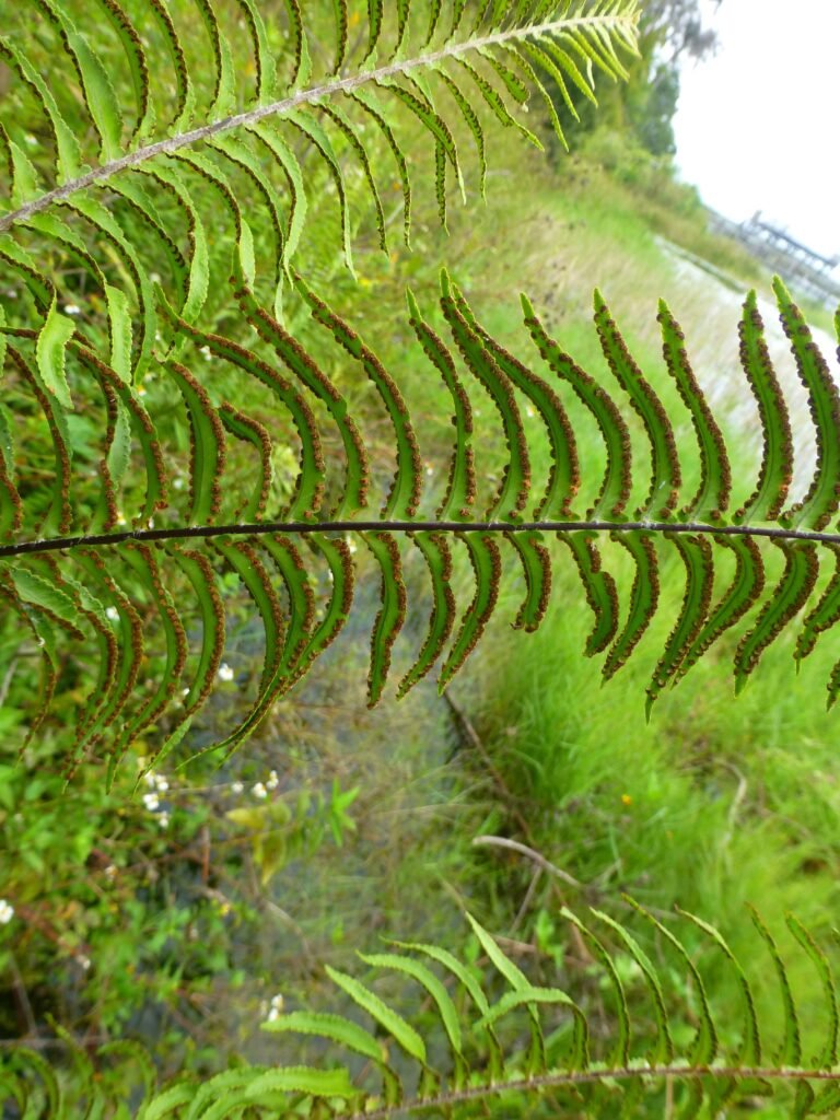 Asian sword fern Nephrolepis brownii sporangia on the leaflets