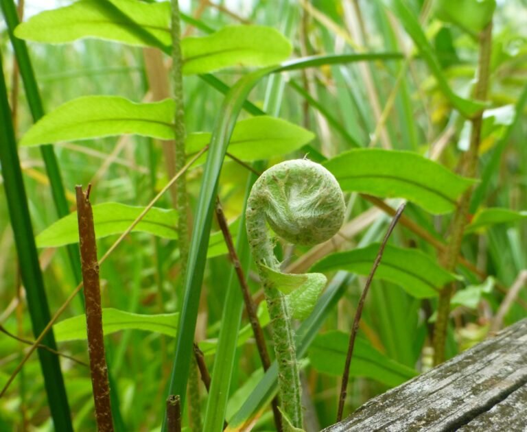 Asian sword fern Nephrolepis brownii fiddlehead