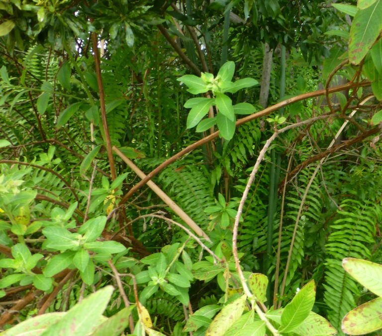 Asian sword fern Nephrolepis brownii in the landscape invading a sea wall