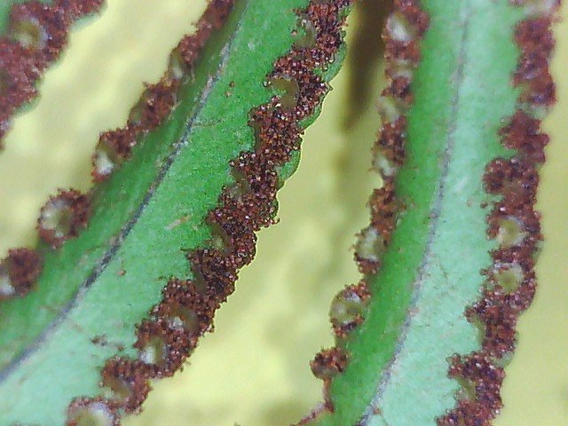 Asian sword fern Nephrolepis brownii magnified sporangia showing the spores