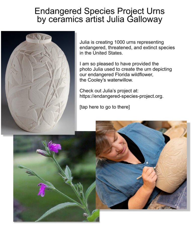 Julia Galloway’s Endangered Species Project Cooley's waterwillow photo by Sharon LaPlante