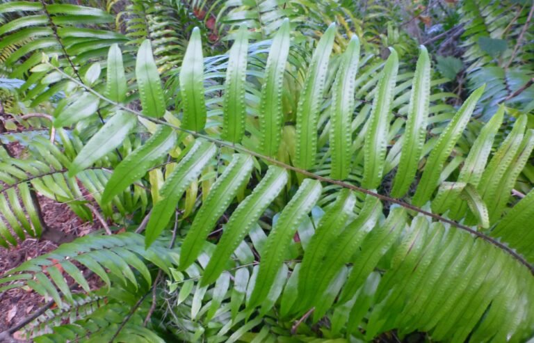 giant sword fern Nephrolepis biserrata leaf