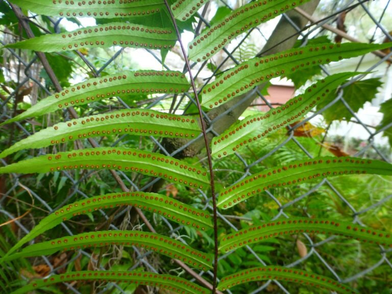 giant sword fern Nephrolepis biserrata underside of leaf showing spores