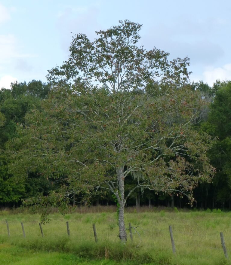 common persimmon tree growing along a fence row Diospyros virginiana