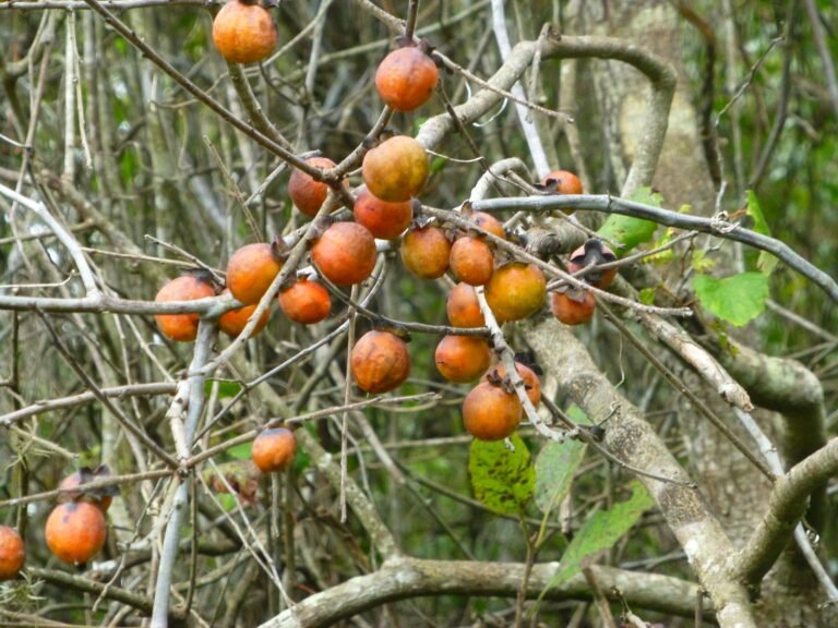 common persimmon Diospyros virginiana ripe fruit on the tree