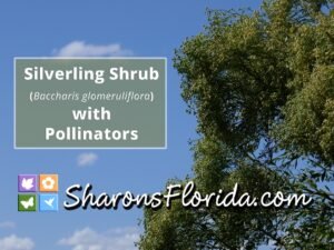 silverling shrub Baccharis glomeruliflora and pollinators video link thumbnail
