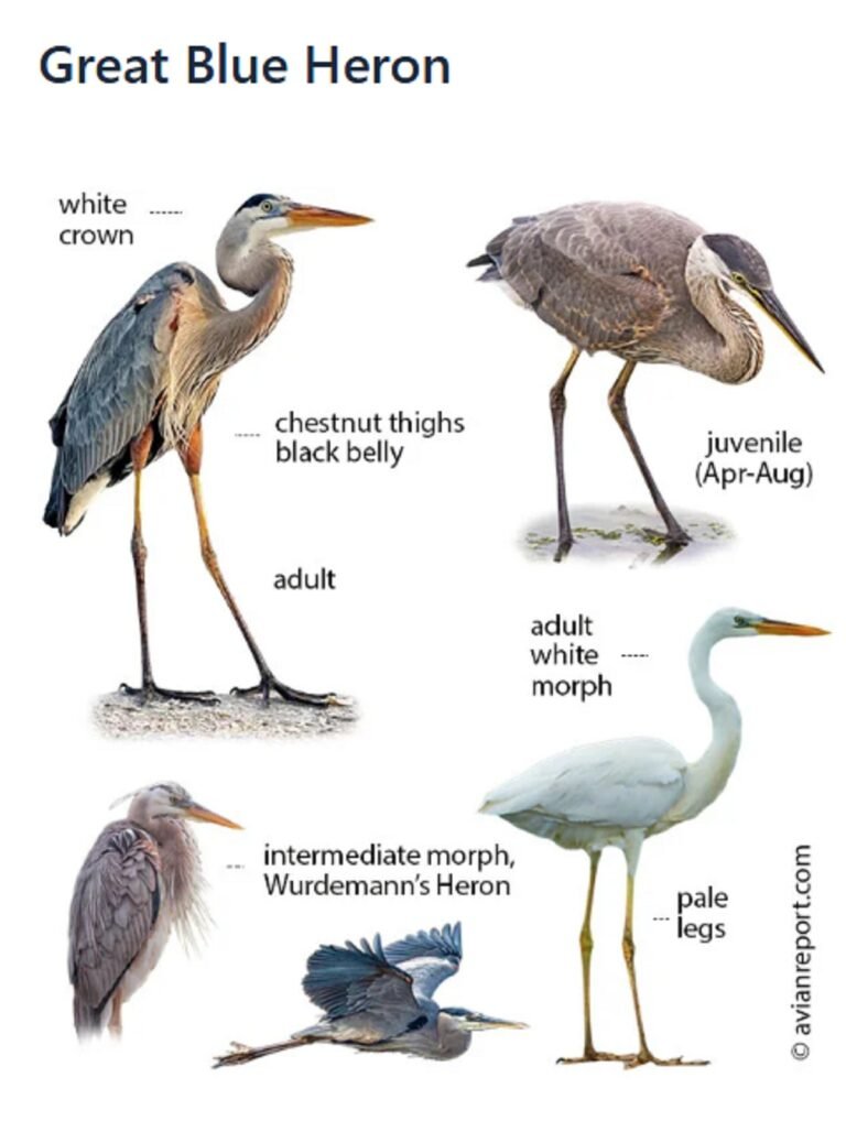 comparison photo of great blue herons white morph and juvenile avianreport.com