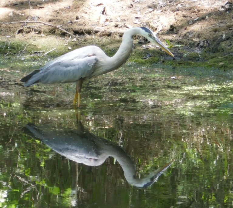 an adult great blue heron Ardea herodias hunting in a canal