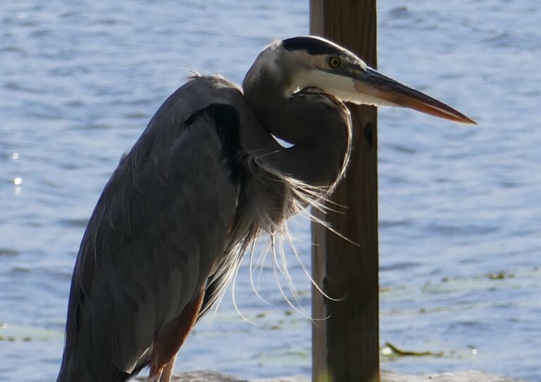 great blue heron Ardea herodias