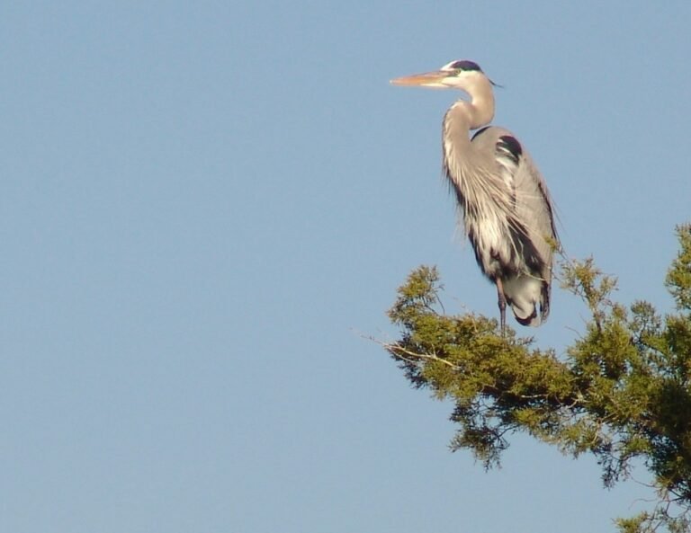 adult great blue heron high up in a tree