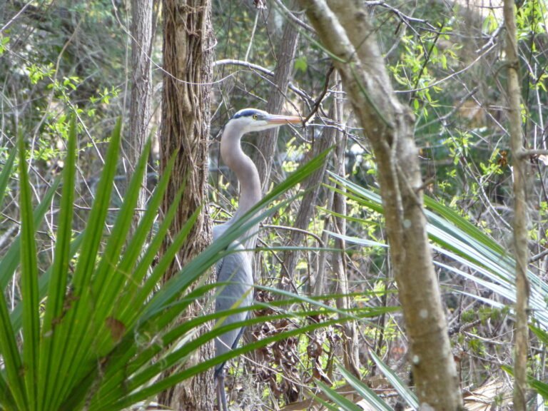 great blue heron Ardea herodias resting in the underbrush near a lake