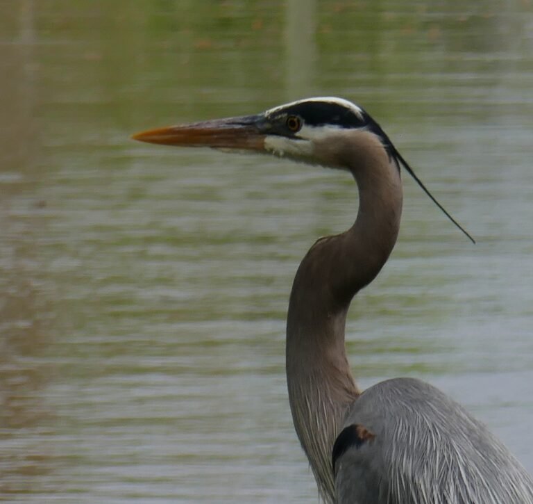 adult great blue heron Ardea herodias showing its black head plume