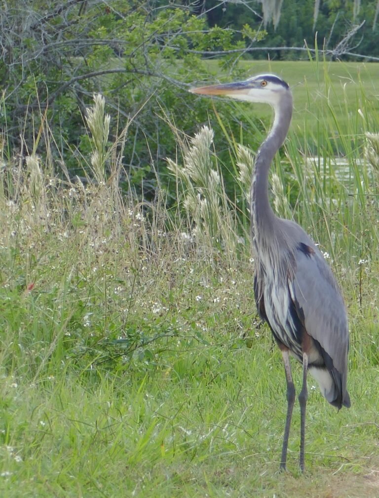 adult great blue Heron Ardea herodias missing its head plume
