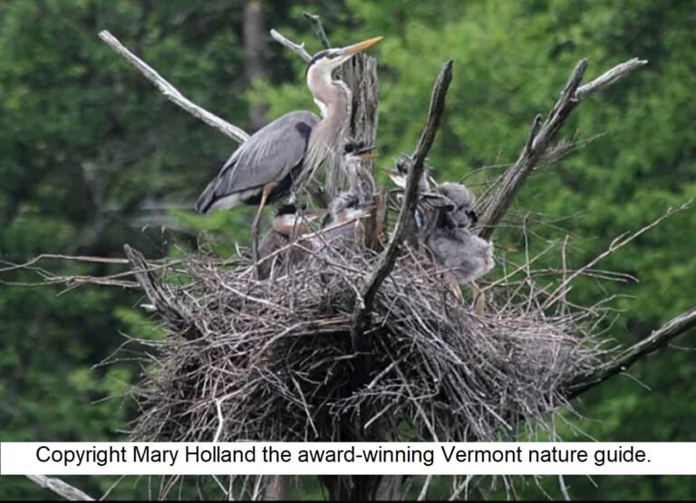 nesting great blue herons copyright Mary Holland