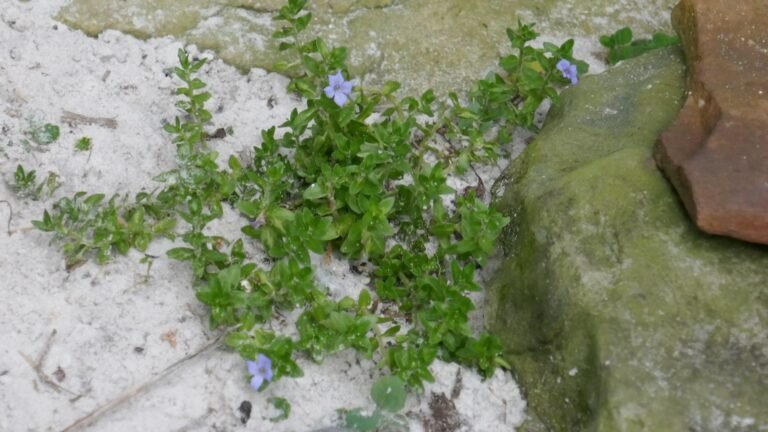 Bacopa caroliniana lemon bacopa