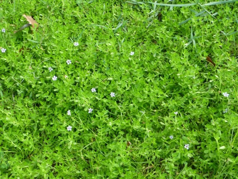 Bacopa monnieri herb of grace
