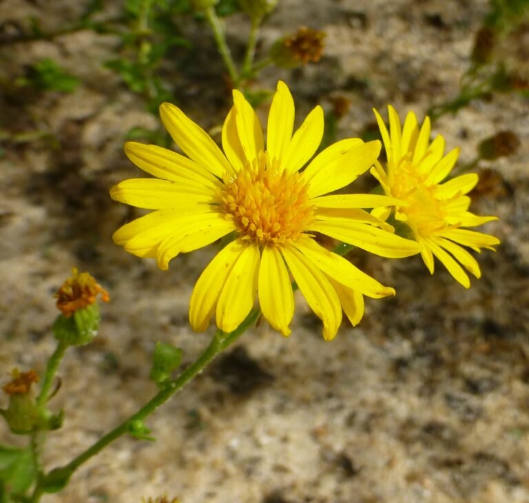 Heterotheca subaxillaris camphorweed