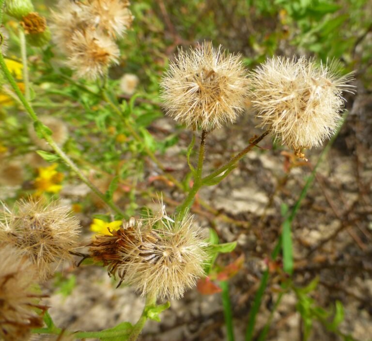 Heterotheca subaxillaris camphorweed ripe seed heads